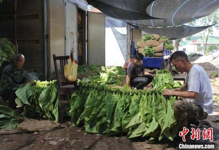 “黄金叶”托起“黄金业” 山西长子烤烟产业赋能乡村振兴 种植业 三农 黄金叶 行业资讯  第2张