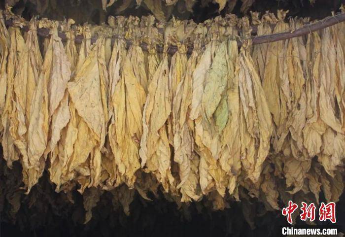 “黄金叶”托起“黄金业” 山西长子烤烟产业赋能乡村振兴 种植业 三农 黄金叶 行业资讯  第4张
