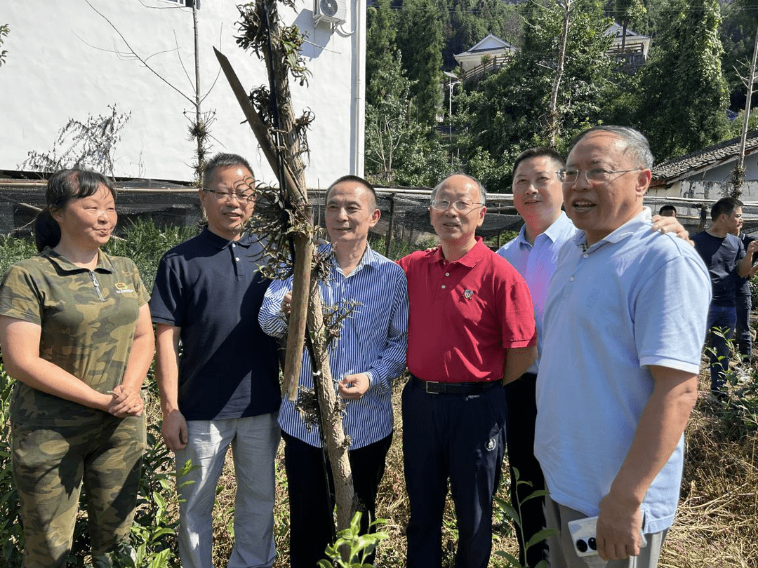 中国石斛产区的“黄金七度” ——中华第一仙草的原乡在四川 中华九大仙草 石斛 行业资讯  第4张